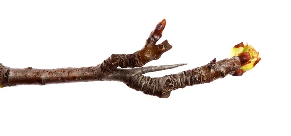 Rama de árbol de pera con brotes hinchados en un backgrou blanco aislado — Foto de Stock