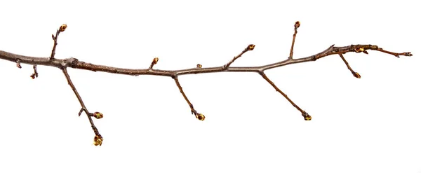 Pear tree branch with swollen buds on an isolated white backgrou — Stock Photo, Image