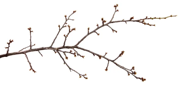 Ramo da árvore frutífera ameixa cereja e com botões inchados em um — Fotografia de Stock