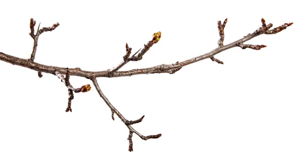 Pear tree branch with swollen buds on an isolated white backgrou — Stock Photo, Image