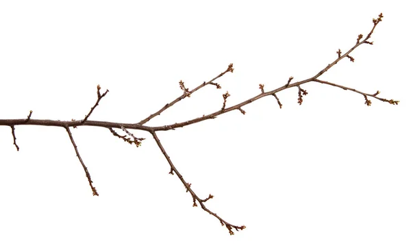 Κλαδί του οπωροφόρα δέντρα κερασιού και με πρησμένα μπουμπούκια σε ένα — Φωτογραφία Αρχείου