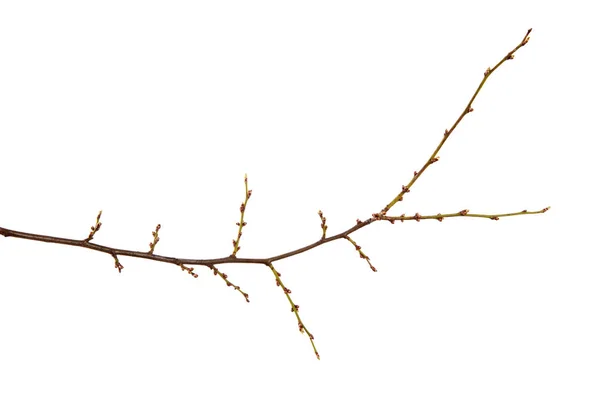 Meyve ağacı kiraz erik Dalı ve şişmiş tomurcukları ile bir