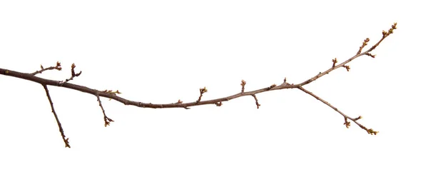 Branche de l'arbre fruitier prune cerise et avec des bourgeons gonflés sur un — Photo