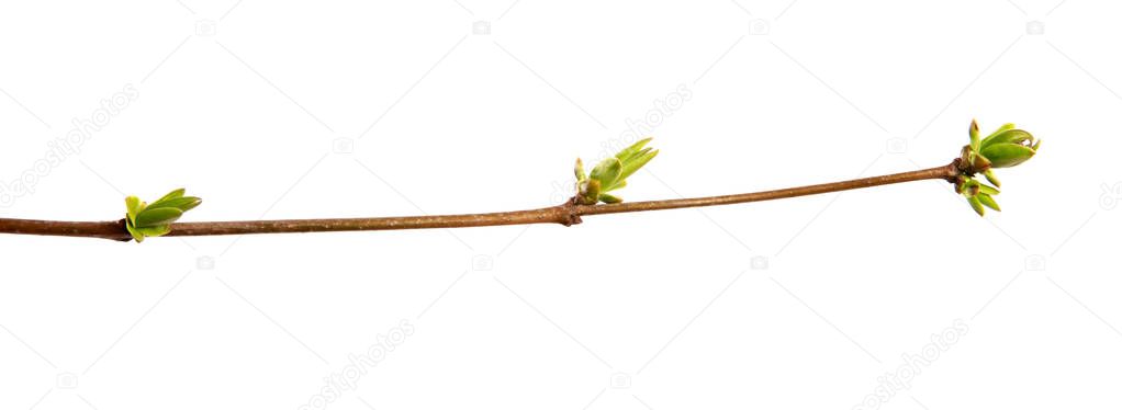 Branch of lilac bush with young leaves on an isolated white back