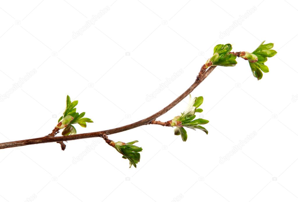 A branch of currant bush with young leaves on an isolated white 