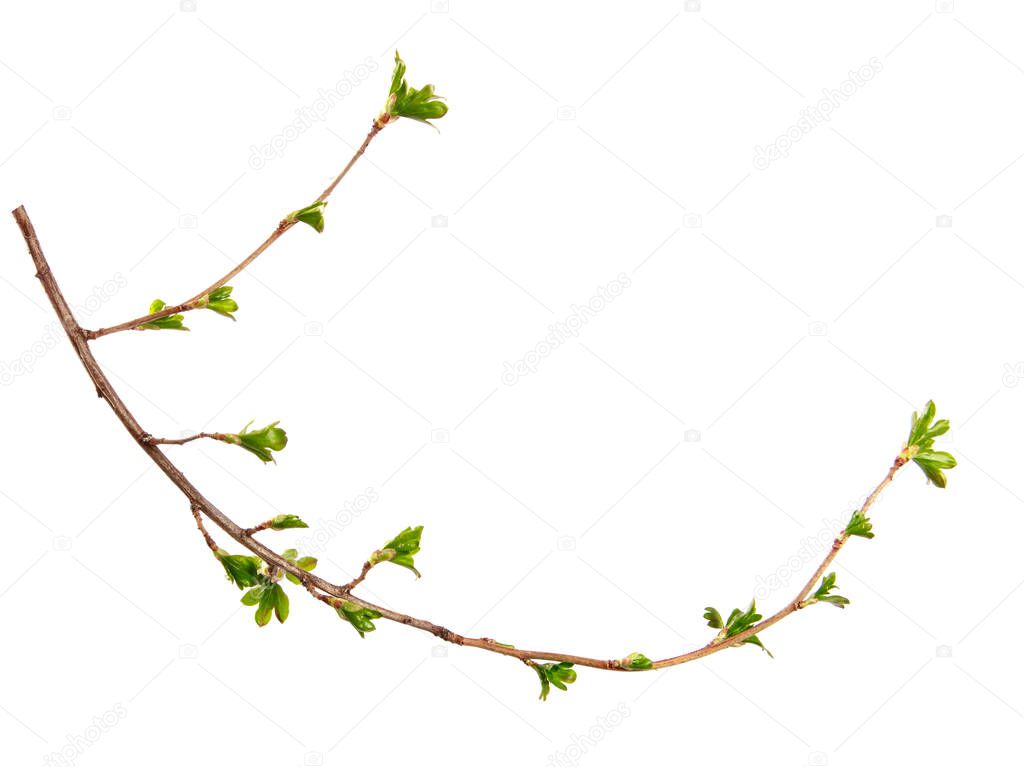A branch of currant bush with young leaves on an isolated white 