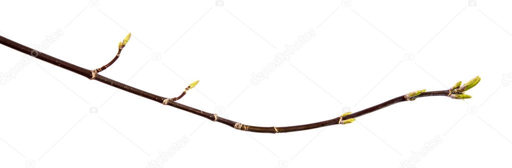 Maple tree branch with buds and young leaves on an isolated whit