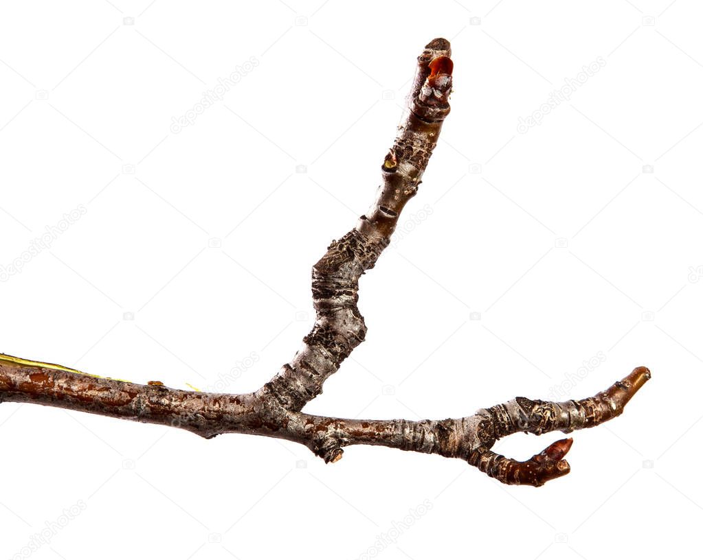 Pear tree branch with swollen buds on an isolated white backgrou