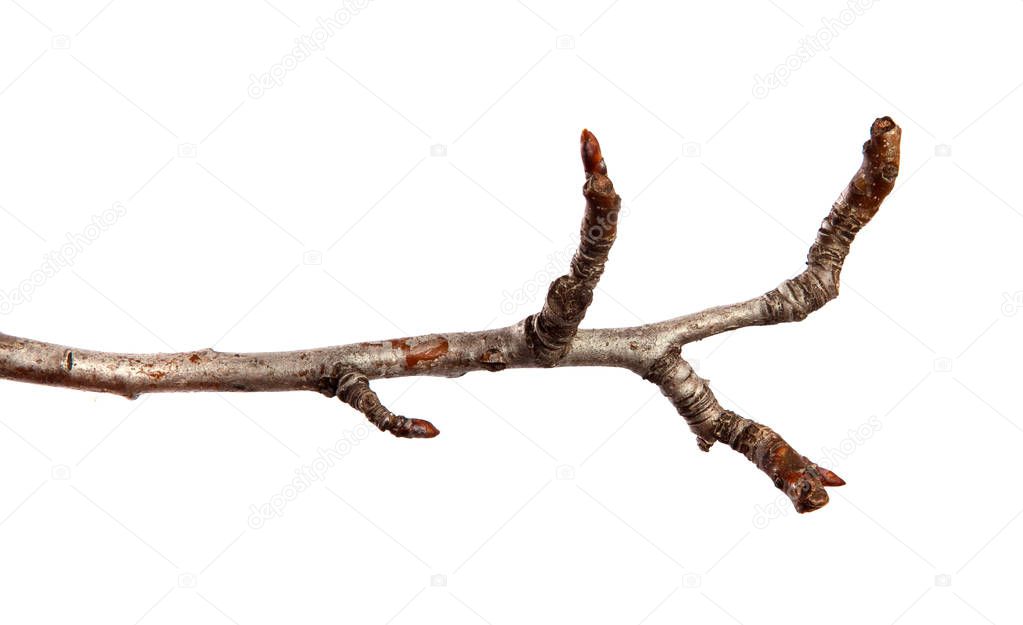 Pear tree branch with swollen buds on an isolated white backgrou