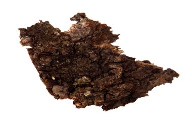 İzole edilmiş beyaz arka planda bir ağaç kabuğu parçası. Ahşap