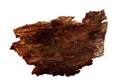İzole edilmiş beyaz arka planda bir ağaç kabuğu parçası. Ahşap