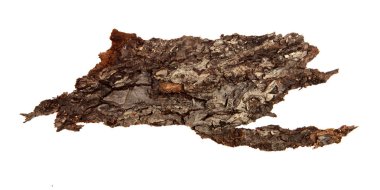 İzole edilmiş beyaz arka planda bir ağaç kabuğu parçası. Ahşap