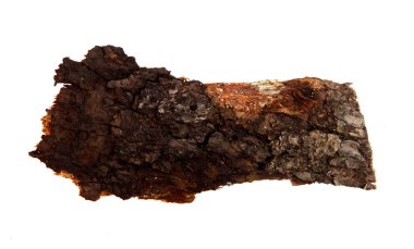 İzole edilmiş beyaz arka planda bir ağaç kabuğu parçası. Ahşap