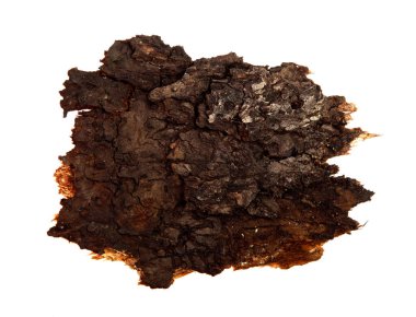 İzole edilmiş beyaz arka planda bir ağaç kabuğu parçası. Ahşap