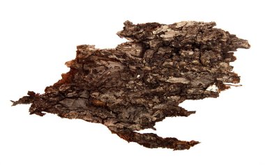 İzole edilmiş beyaz arka planda bir ağaç kabuğu parçası. Ahşap