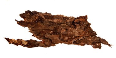 İzole edilmiş beyaz arka planda bir ağaç kabuğu parçası. Ahşap