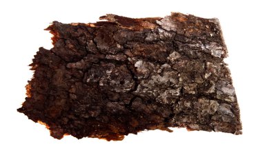 İzole edilmiş beyaz arka planda bir ağaç kabuğu parçası. Ahşap