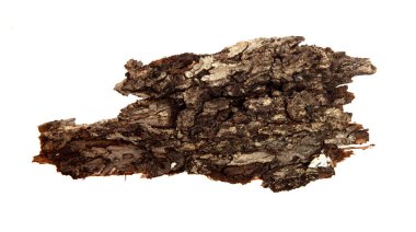 İzole edilmiş beyaz arka planda bir ağaç kabuğu parçası. Ahşap