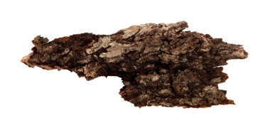 İzole edilmiş beyaz arka planda bir ağaç kabuğu parçası. Ahşap