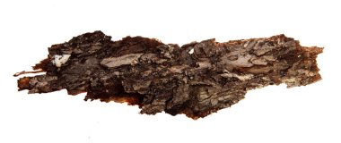 İzole edilmiş beyaz arka planda bir ağaç kabuğu parçası. Ahşap