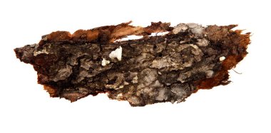 İzole edilmiş beyaz arka planda bir ağaç kabuğu parçası. Ahşap