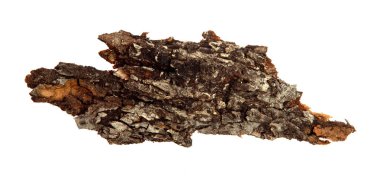 İzole edilmiş beyaz arka planda bir ağaç kabuğu parçası. Ahşap