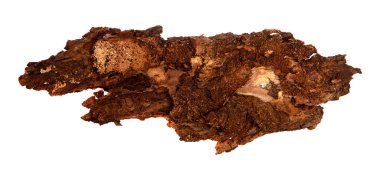 İzole edilmiş beyaz arka planda bir ağaç kabuğu parçası. Ahşap