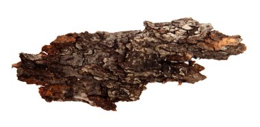 İzole edilmiş beyaz arka planda bir ağaç kabuğu parçası. Ahşap