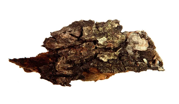 İzole edilmiş beyaz arka planda bir ağaç kabuğu parçası. Ahşap