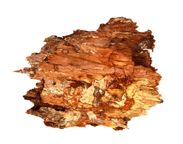 İzole edilmiş beyaz arka planda bir ağaç kabuğu parçası. Ahşap