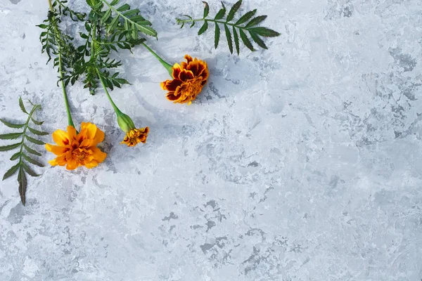 Gri arkaplan, doğal çiçek kadifesi, yazı için boşluk. Fra.