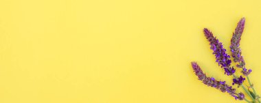 Sarı arka planda bilge çiçek kompozisyonu. Menekşe çiçekleriyle bahar arkaplanı. Düz yatıyordu. Metin için boşluk.