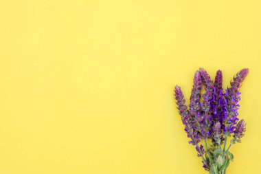 Sarı arka planda bilge çiçek kompozisyonu. Menekşe çiçekleriyle bahar arkaplanı. Düz yatıyordu. Metin için boşluk.