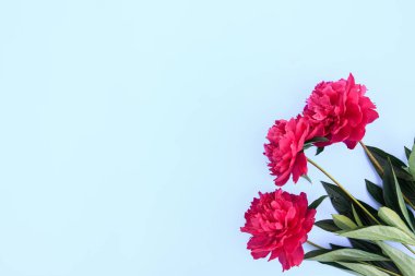 Mavi arka planda şakayık çiçeği kompozisyonu. Parlak pembe çiçekli bahar arkaplanı. Düz yatıyordu. Metin için boşluk.