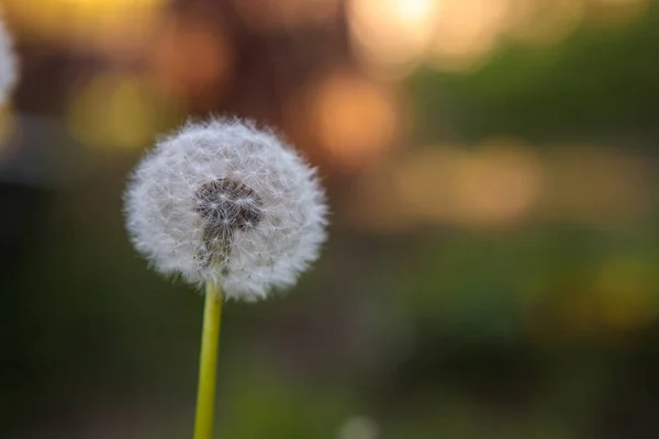 Witte Paardebloem Groeit Het Veld Natuur Wereld Close — Stockfoto