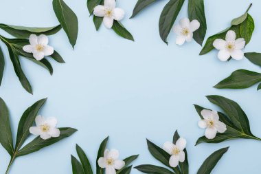 Çiçek kompozisyonu. Mavi arka planda çiçek ve yeşil yapraklar çerçevesi, metin için boşluk. Bahar arka planı. Düz yatıyordu.