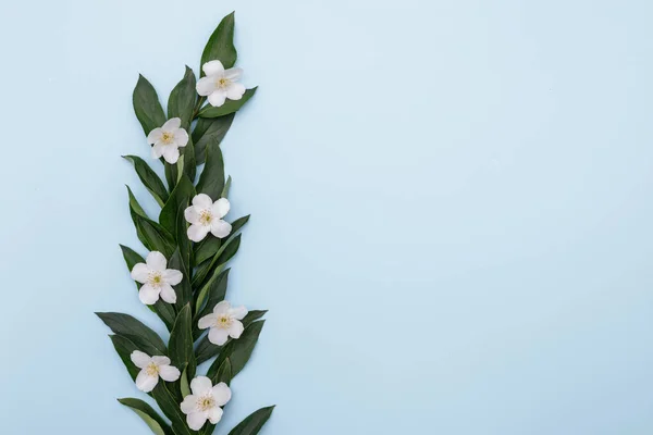 Floral Composition Fresh White Flowers Green Leaves Blue Background Space Stock Photo