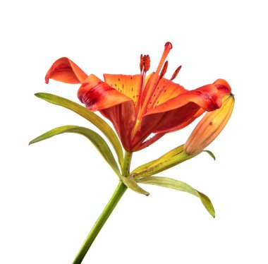 Lily çiçeği beyaz bir arka planda izole edilmiş. Turuncu çiçekli bir zambak tomurcuğu, izole. Çiçek.