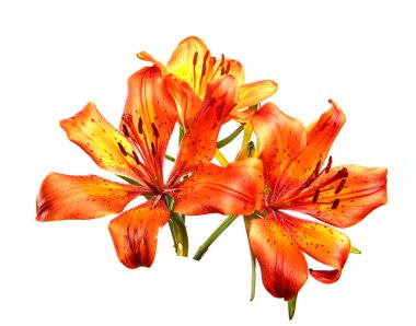 Nilüfer çiçekleri beyaz arka planda izole edilmiş. Turuncu nilüfer çiçeğinin tomurcukları yakınlaşır, izole olur. Çiçek.