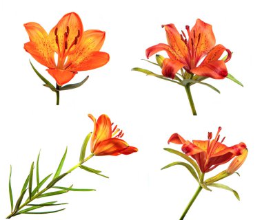 Turuncu bir zambak tomurcuğunun tomurcukları yakın plan, izole. Beyaz arka planda bir sürü zambak çiçeği izole edilmiş. Çiçek.