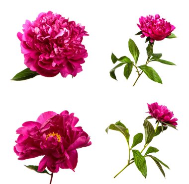 Şakayık çiçekleri yaklaş, izole et. Beyaz arka planda bir sürü şakayık çiçeği var. Çiçek.