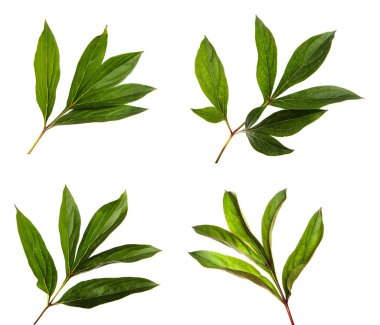 Yeşil şakayık yaprağını beyaz izole bir arka plana koy. Yakın plan. İzole et. Çiçek..