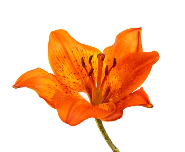 ユリの花白い背景に孤立した ユリの花のオレンジ色の芽を閉じると 隔離されます フロリティクス — ストック写真