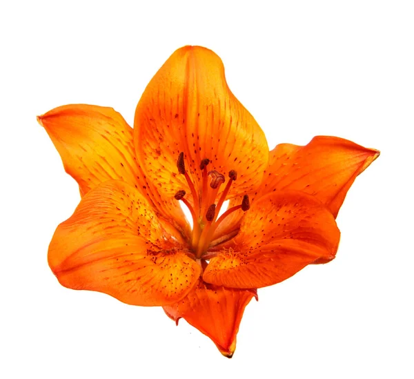 オレンジの花のユリの芽が閉じて隔離されます 白い背景に孤立したユリの花 フロリティクス — ストック写真