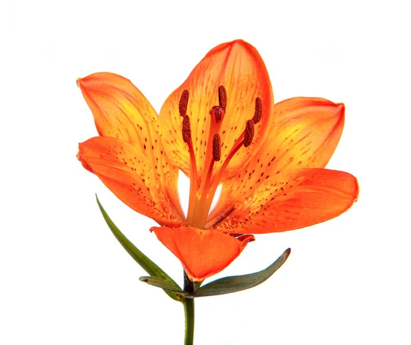 ユリの花白い背景に孤立した ユリの花のオレンジ色の芽を閉じると 隔離されます フロリティクス — ストック写真