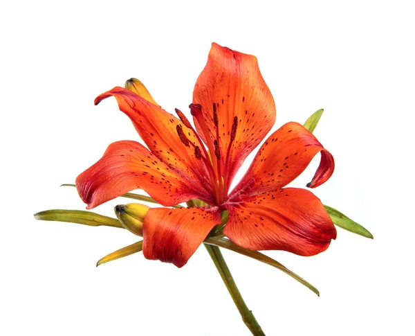 Lily çiçeği beyaz bir arka planda izole edilmiş. Turuncu çiçekli bir zambak tomurcuğu, izole. Çiçek.