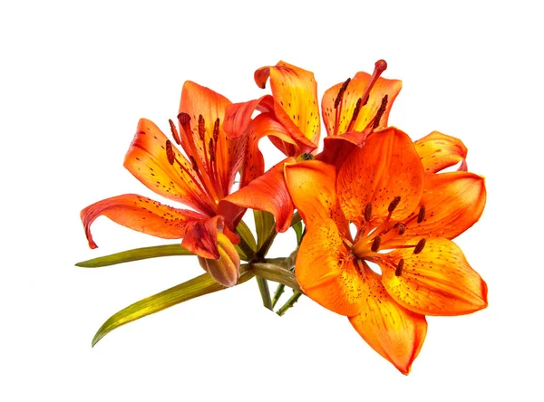 Bouquet of flowers lily isolated on a white background. Buds of an orange lily flower close up, isolate. Floristics