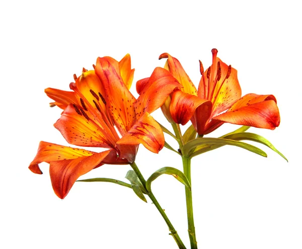 Bouquet Flowers Lily Isolated White Background Buds Orange Lily Flower Stock Picture