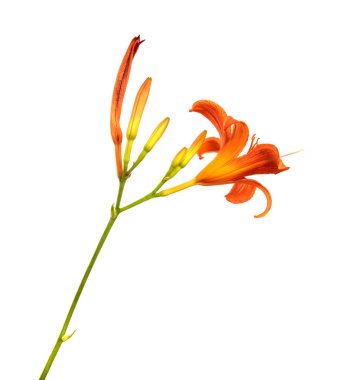 Lily çiçekleri beyaz bir arka planda izole edilmiş, yakın plan. Portakal çiçeği tomurcukları, izole. Bahar, bir buket. Çiçek..