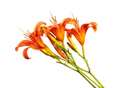 Lily çiçekleri beyaz bir arka planda izole edilmiş, yakın plan. Portakal çiçeği tomurcukları, izole. Bahar, bir buket. Çiçek..